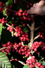 Load image into Gallery viewer, El Salvador - Los Pirineos