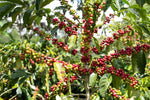 Load image into Gallery viewer, Costa Rica Aquiares Estate