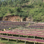 Load image into Gallery viewer, Burundi Kibingo