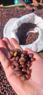 Load image into Gallery viewer, Ethiopia Megadu
