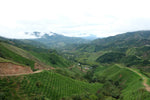 Load image into Gallery viewer, Colombia Rodrigo Sanchez &amp; Claudia Samboni
