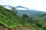Load image into Gallery viewer, Colombia Rodrigo Sanchez &amp; Claudia Samboni
